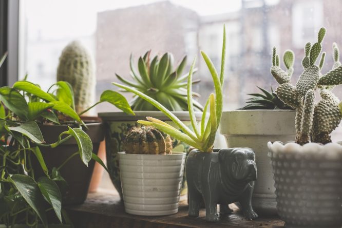 Plants in pots