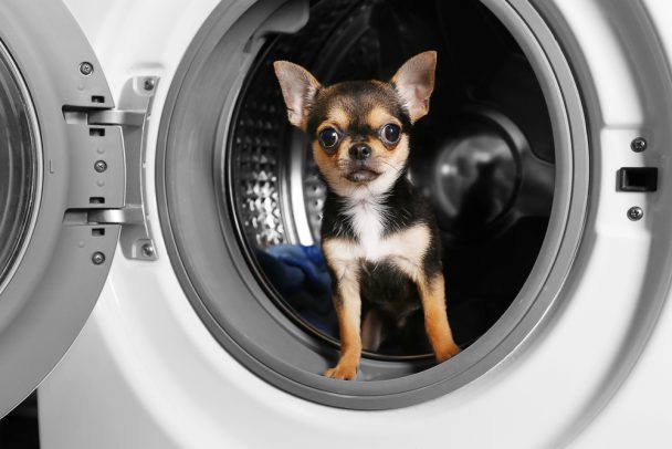 Dog In Washing Machine