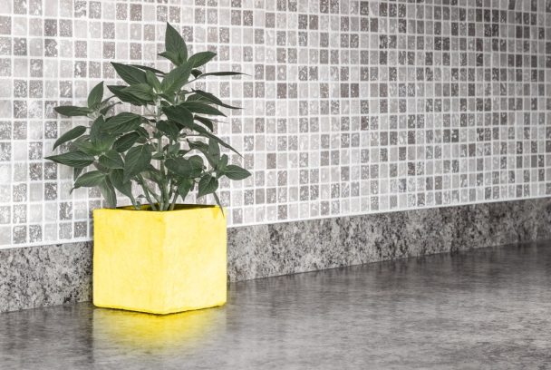 Indoor plant in kitchen purifying air