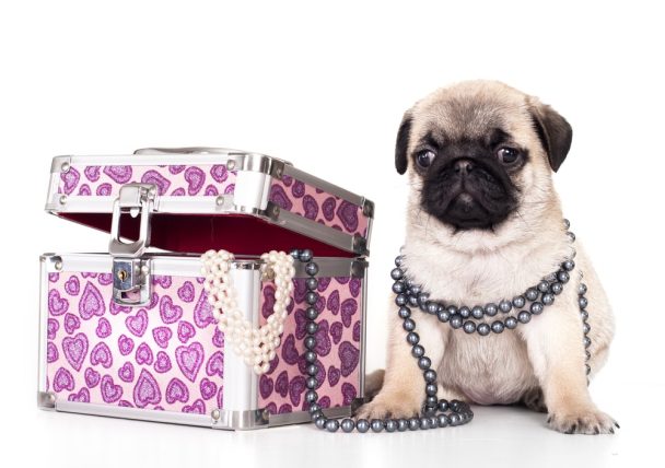 Pug with jewellery box