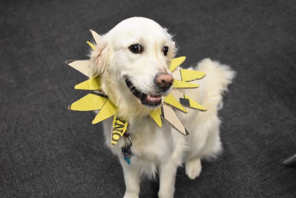 Sunflower Eli