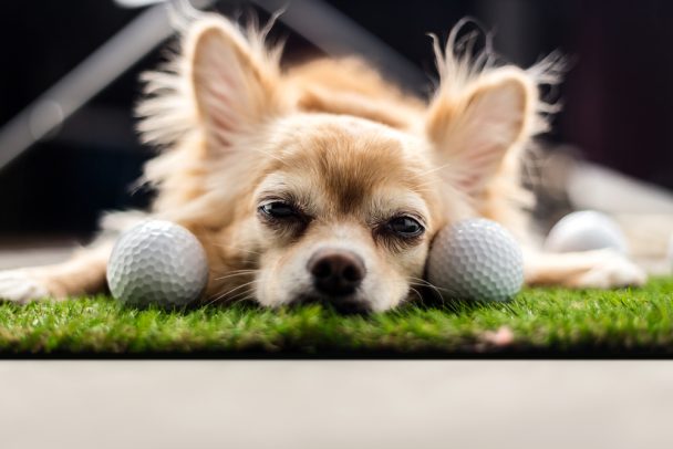 Golf Dog