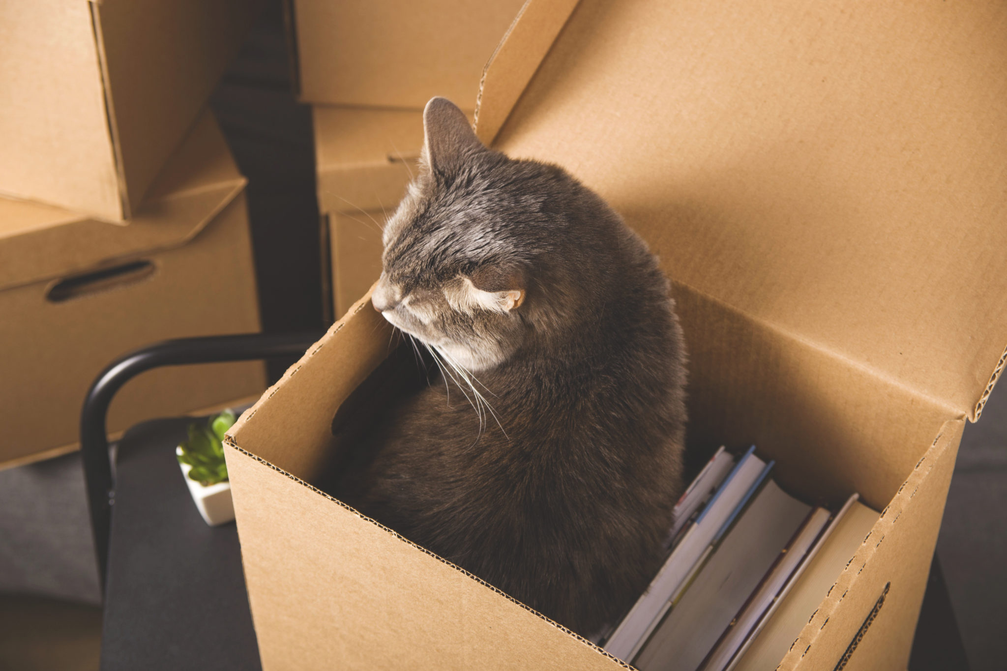 Moving House With A Cat Top Tips National Storage Australia