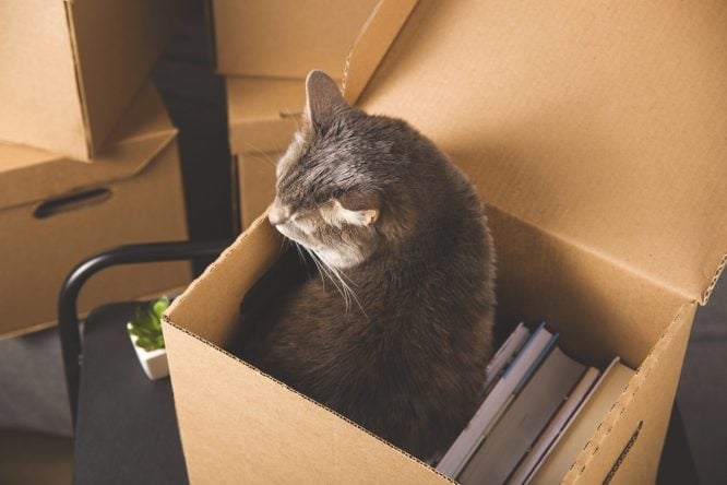 cat-in-moving-box